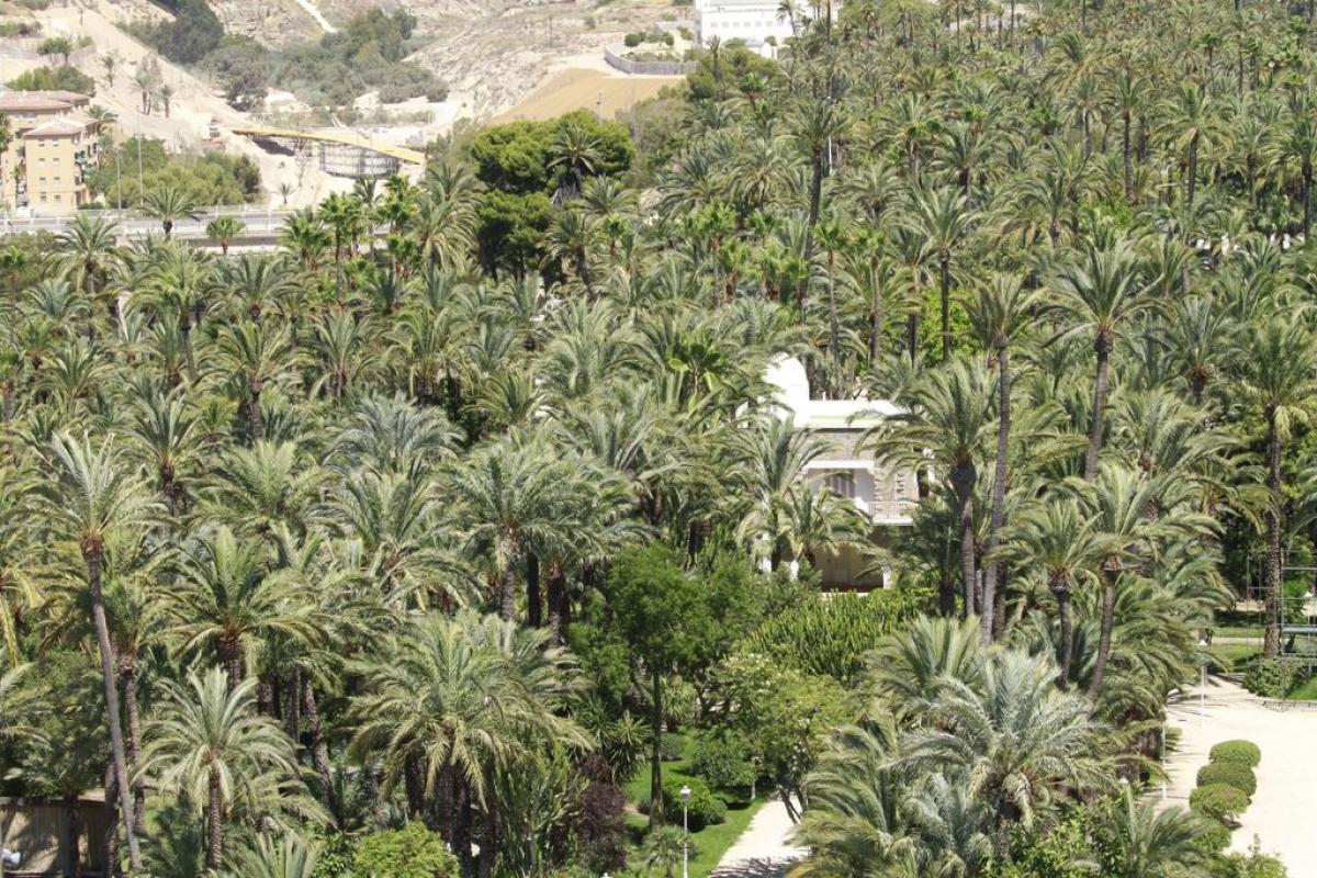 Palmeral de Elche